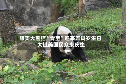 旅美大熊猫“青宝	”迎来五周岁生日 大批美国民众来庆生-第2张图片
