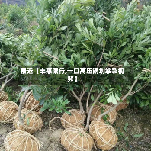 最近【丰惠限行,一口高压锅划拳歌视频】-第2张图片