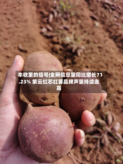 丰收里的信号|全网信息量同比增长71.23% 紫云红芯红薯品牌声量持续走高-第2张图片