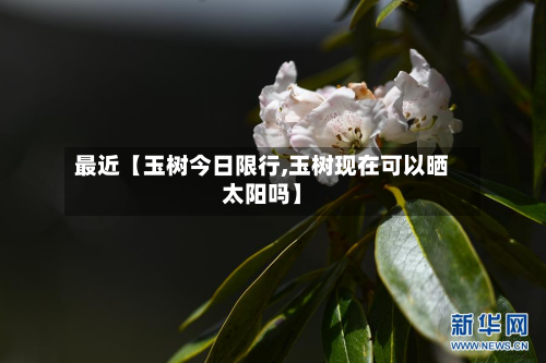 最近【玉树今日限行,玉树现在可以晒太阳吗】-第2张图片