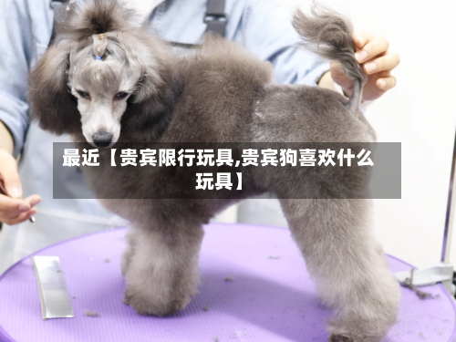 最近【贵宾限行玩具,贵宾狗喜欢什么玩具】-第2张图片